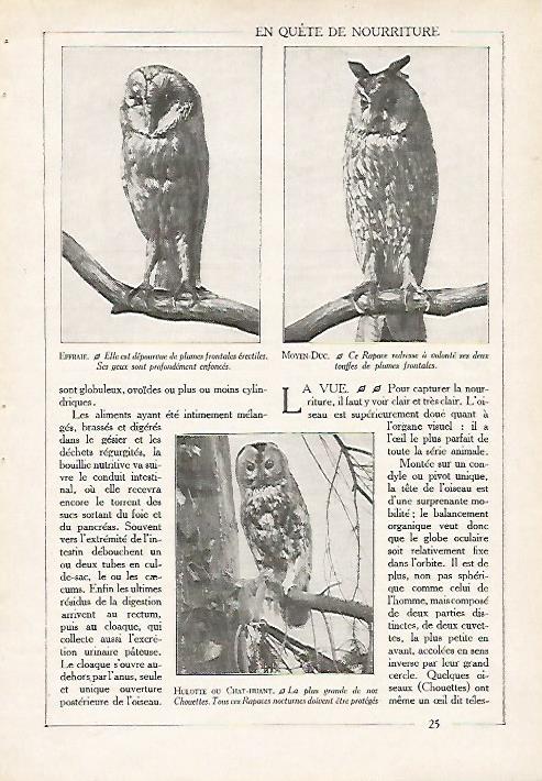 LAMINA 4061: BUHO Y LECHUZA
