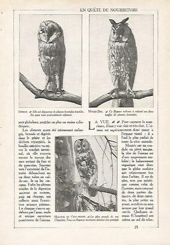 LAMINA 4061: BUHO Y LECHUZA