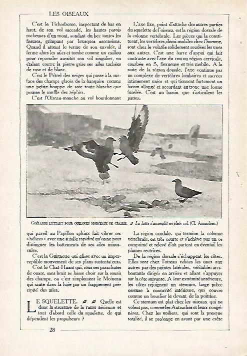 LAMINA 4062: GAVIOTAS