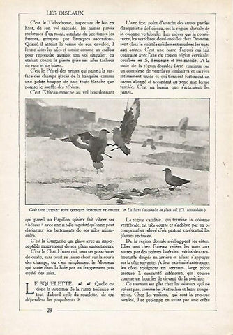 LAMINA 4062: GAVIOTAS