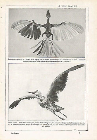 LAMINA 4065: PLUMAS Y COLA DE CANARIO
