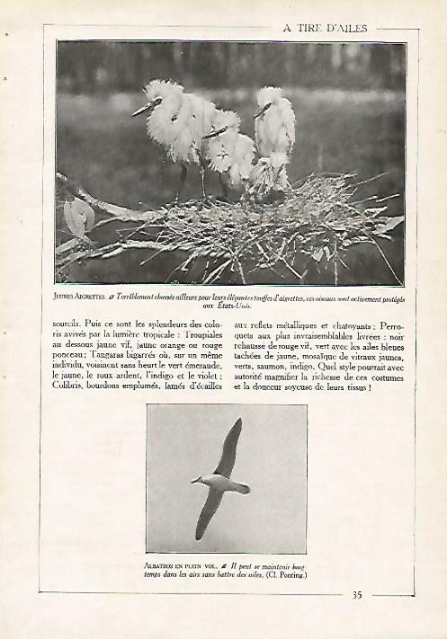 LAMINA 4066: ALBATROS Y GARZAS