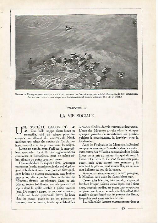 LAMINA 4071: GRUPO DE FOCHAS COMUNES