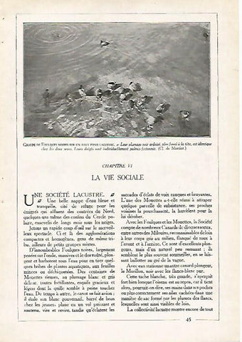 LAMINA 4071: GRUPO DE FOCHAS COMUNES