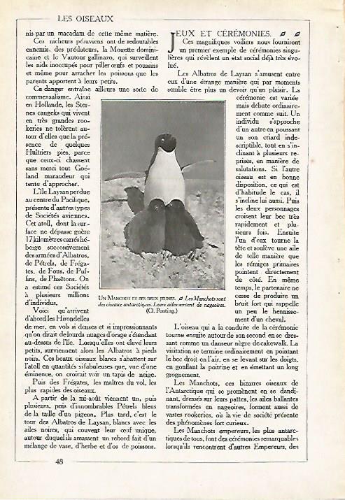 LAMINA 4072: PINGUINO