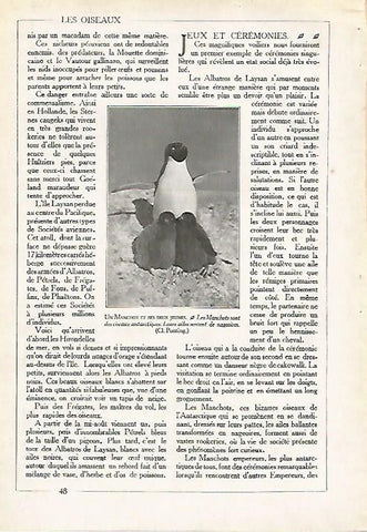 LAMINA 4072: PINGUINO