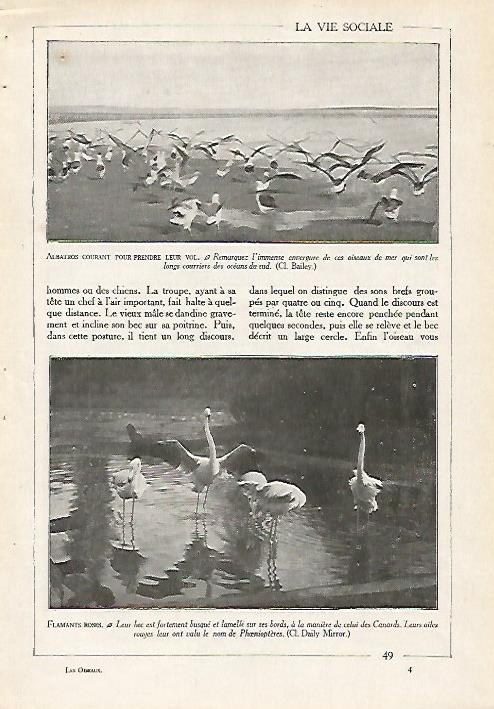 LAMINA 4073: ALBATROS Y FLAMENCOS