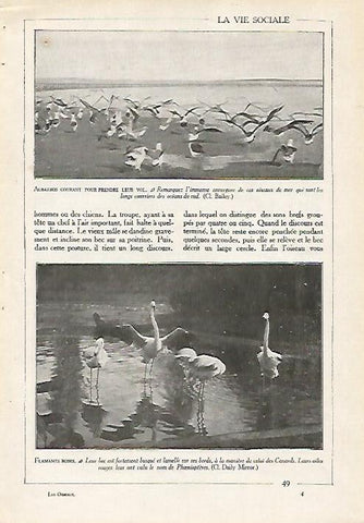 LAMINA 4073: ALBATROS Y FLAMENCOS