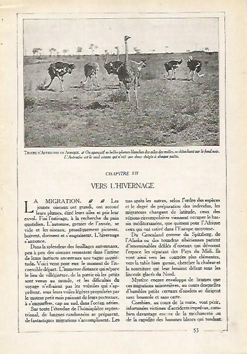 LAMINA 4075: GRUPO DE AVESTRUCES EN AFRICA