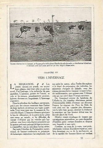 LAMINA 4075: GRUPO DE AVESTRUCES EN AFRICA
