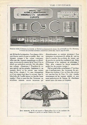 LAMINA 4077: MODELOS DE ANILLOS DE ALUMINIO PARA AVES