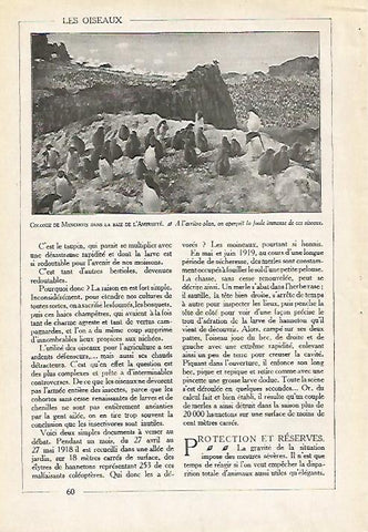 LAMINA 4078: COLONIA DE PINGUINOS