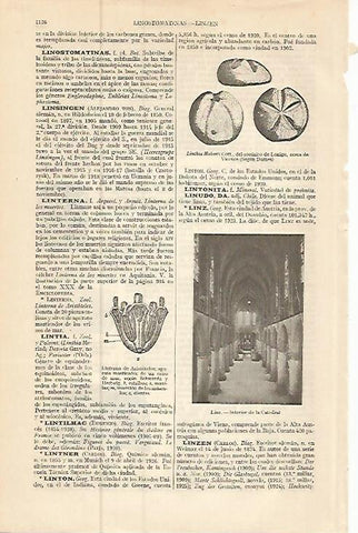 LAMINA ESPASA 9322: Catedral de Linz Austria