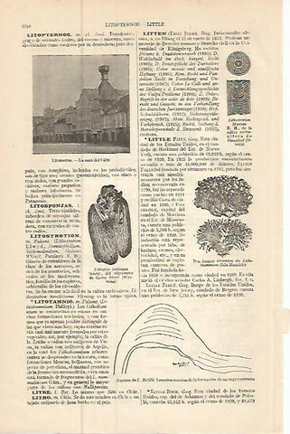 LAMINA ESPASA 9326: Casa del Caliz en Litomerice Republica Checa