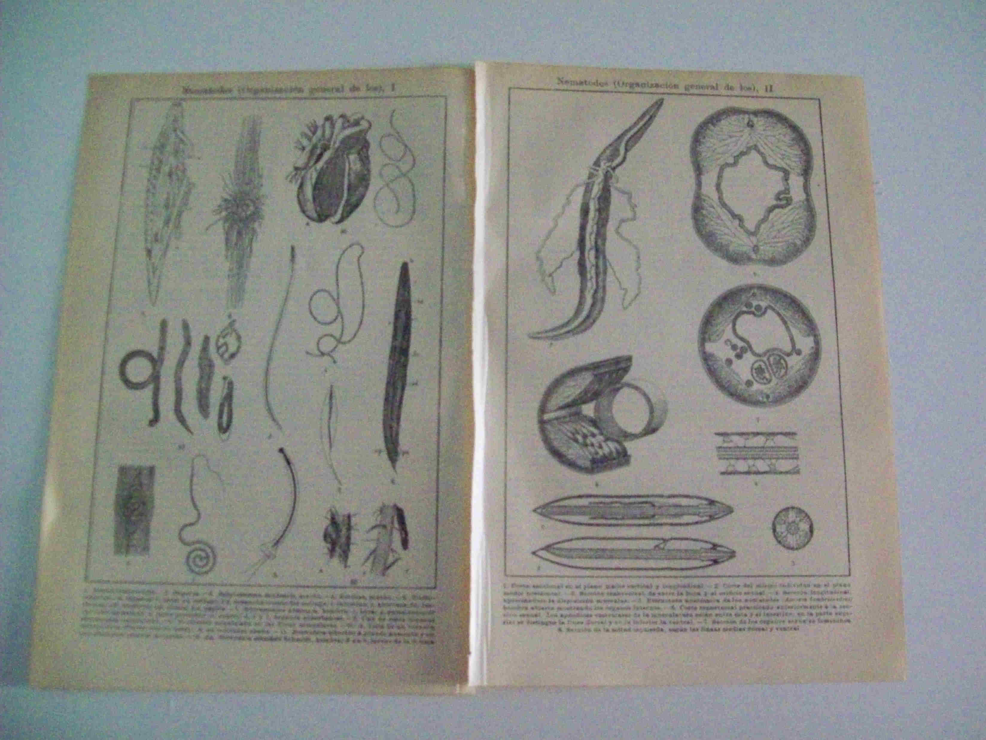 LAMINA ESPASA 9385: Organizacion general de los nematodos