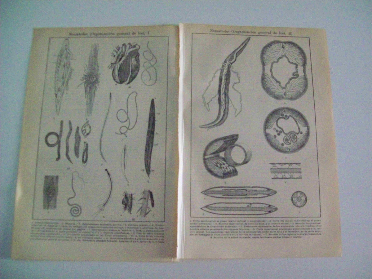 LAMINA ESPASA 9385: Organizacion general de los nematodos