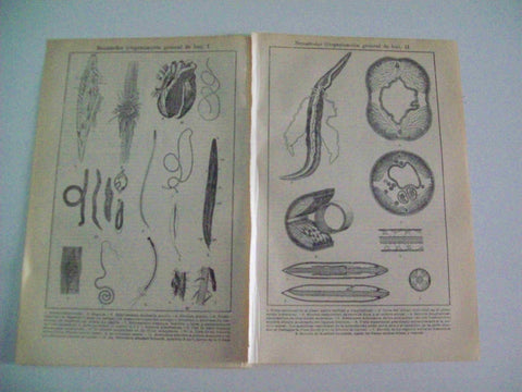 LAMINA ESPASA 9385: Organizacion general de los nematodos