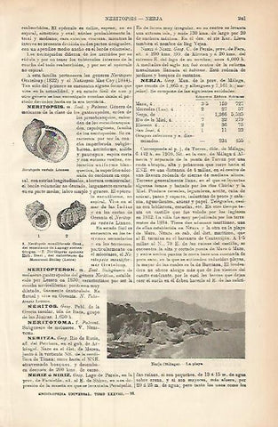 LAMINA ESPASA 9401: Playa de Nerja Malaga