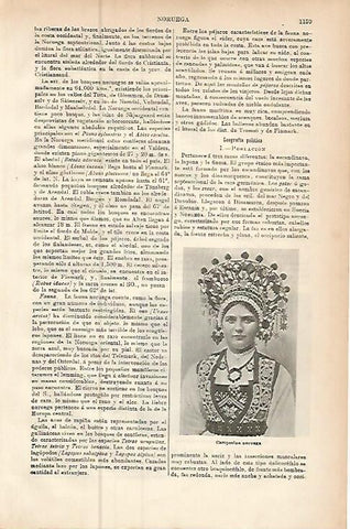 LAMINA ESPASA 9567: Campesina de Noruega