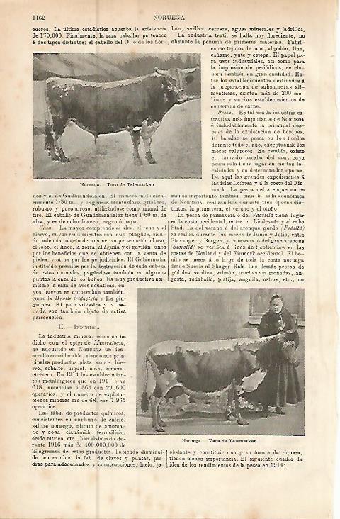 LAMINA ESPASA 9569: Toro y vaca de Telemarken Noruega