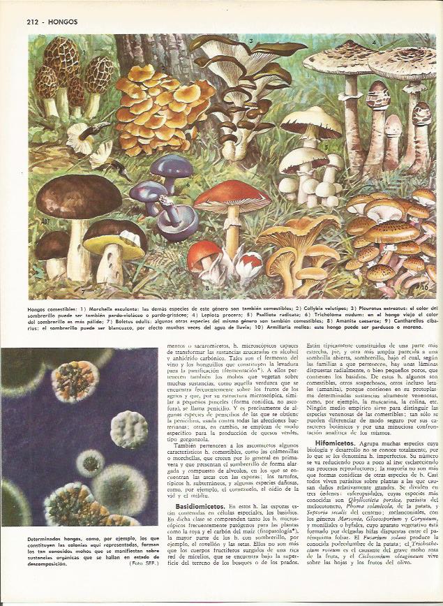 LAMINA MONITOR 0063: HONGOS COMESTIBLES