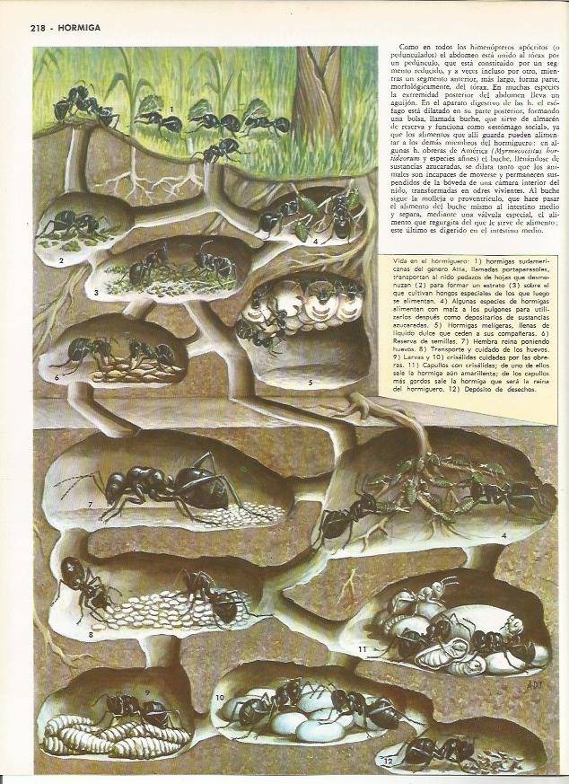 LAMINA MONITOR 0065: VIDA DE LAS HORMIGAS