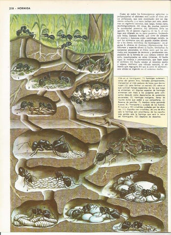 LAMINA MONITOR 0065: VIDA DE LAS HORMIGAS