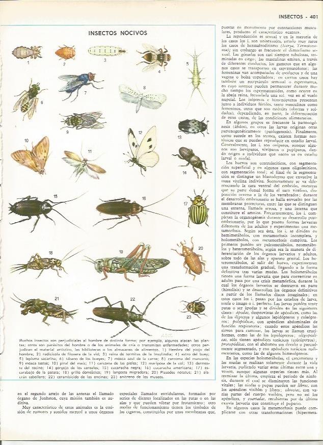LAMINA MONITOR 0094: INSECTOS NOCIVOS