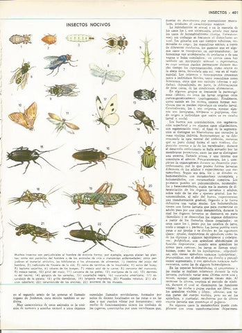 LAMINA MONITOR 0094: INSECTOS NOCIVOS