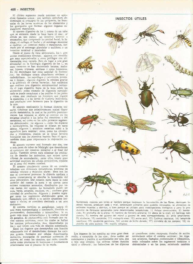 LAMINA MONITOR 0095: INSECTOS UTILES