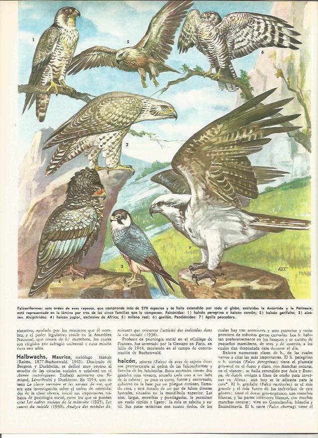 LAMINA MONITOR 0136: FALCONIFORMES