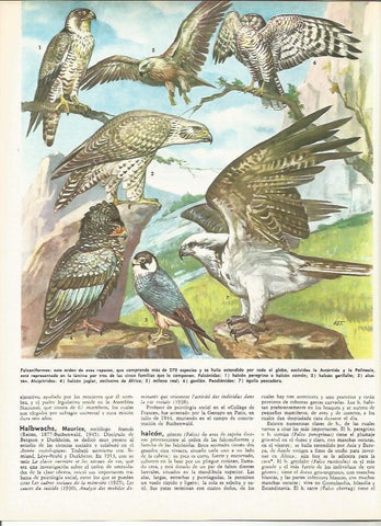 LAMINA MONITOR 0136: FALCONIFORMES