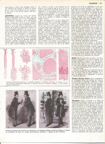 LAMINA MONITOR 0232: CARICATURAS DEL PUNCH