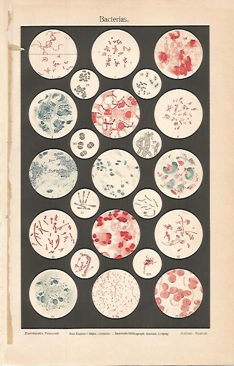 LAMINA ESPASA 9657: Bacterias