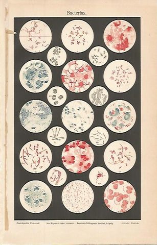 LAMINA ESPASA 9657: Bacterias