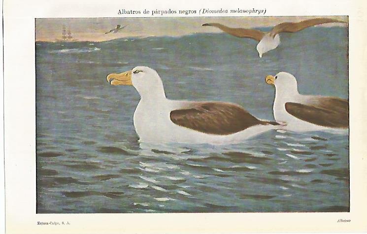 LAMINA ESPASA 9932: Albatros de parapados negros