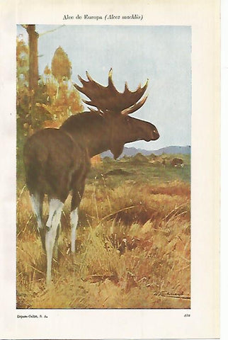 LAMINA ESPASA 9965: Alce de Europa