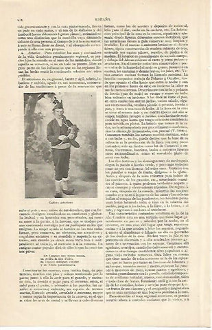 LAMINA ESPASA 33769: Ali Adil Shah