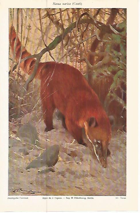LAMINA ESPASA 10743: Nasua narica o Coati