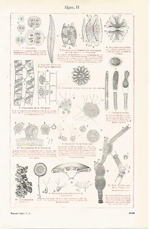 LAMINA ESPASA 11202: Especies de algas