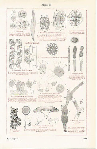 LAMINA ESPASA 11202: Especies de algas