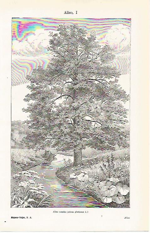 LAMINA ESPASA 11235: Aliso comun o Alnus glutinosa