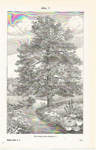 LAMINA ESPASA 11235: Aliso comun o Alnus glutinosa