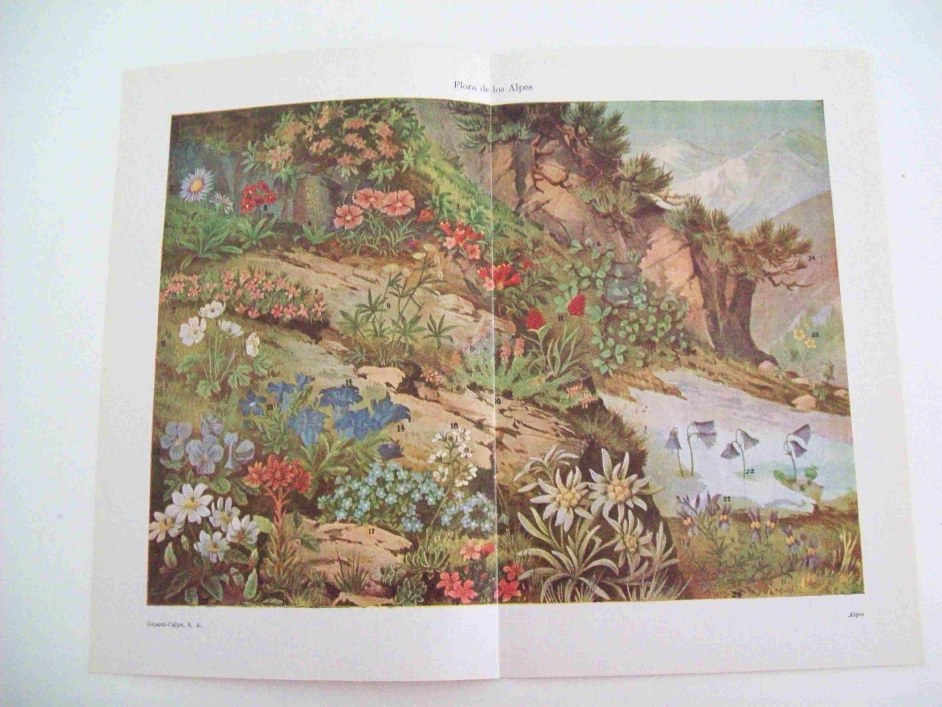 LAMINA ESPASA 11267: Flora de los Alpes