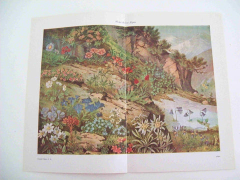 LAMINA ESPASA 11267: Flora de los Alpes
