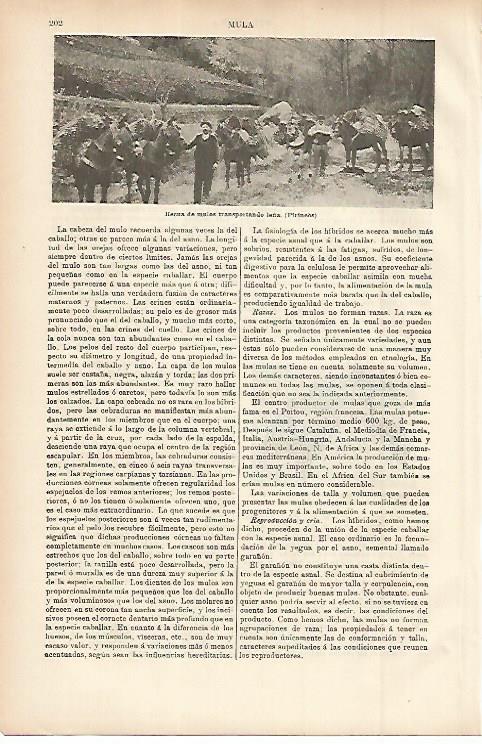 LAMINA ESPASA 11472: Mulos transportando leña en los Pirineos