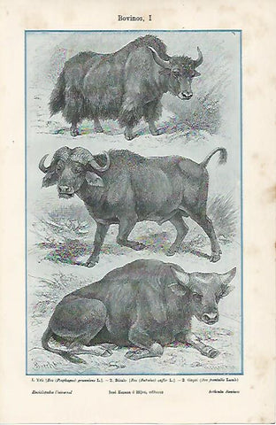 LAMINA ESPASA 11709: Especies de bovinos