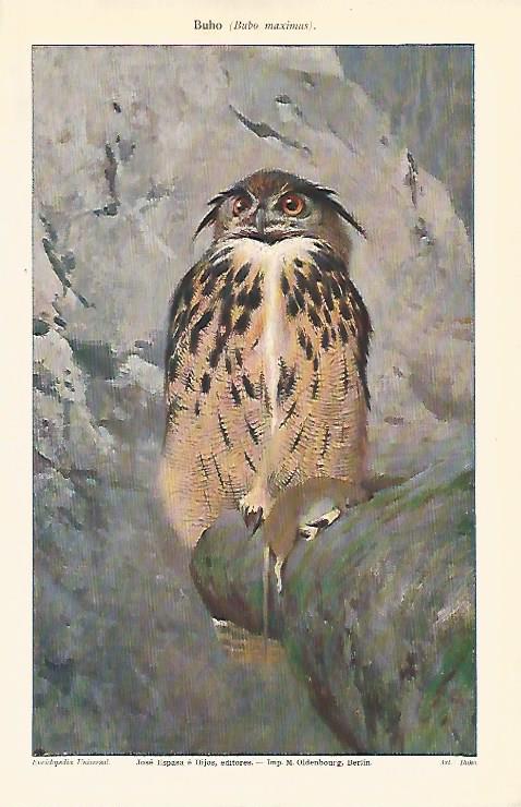 LAMINA ESPASA 11885: Bubo maximus o buho