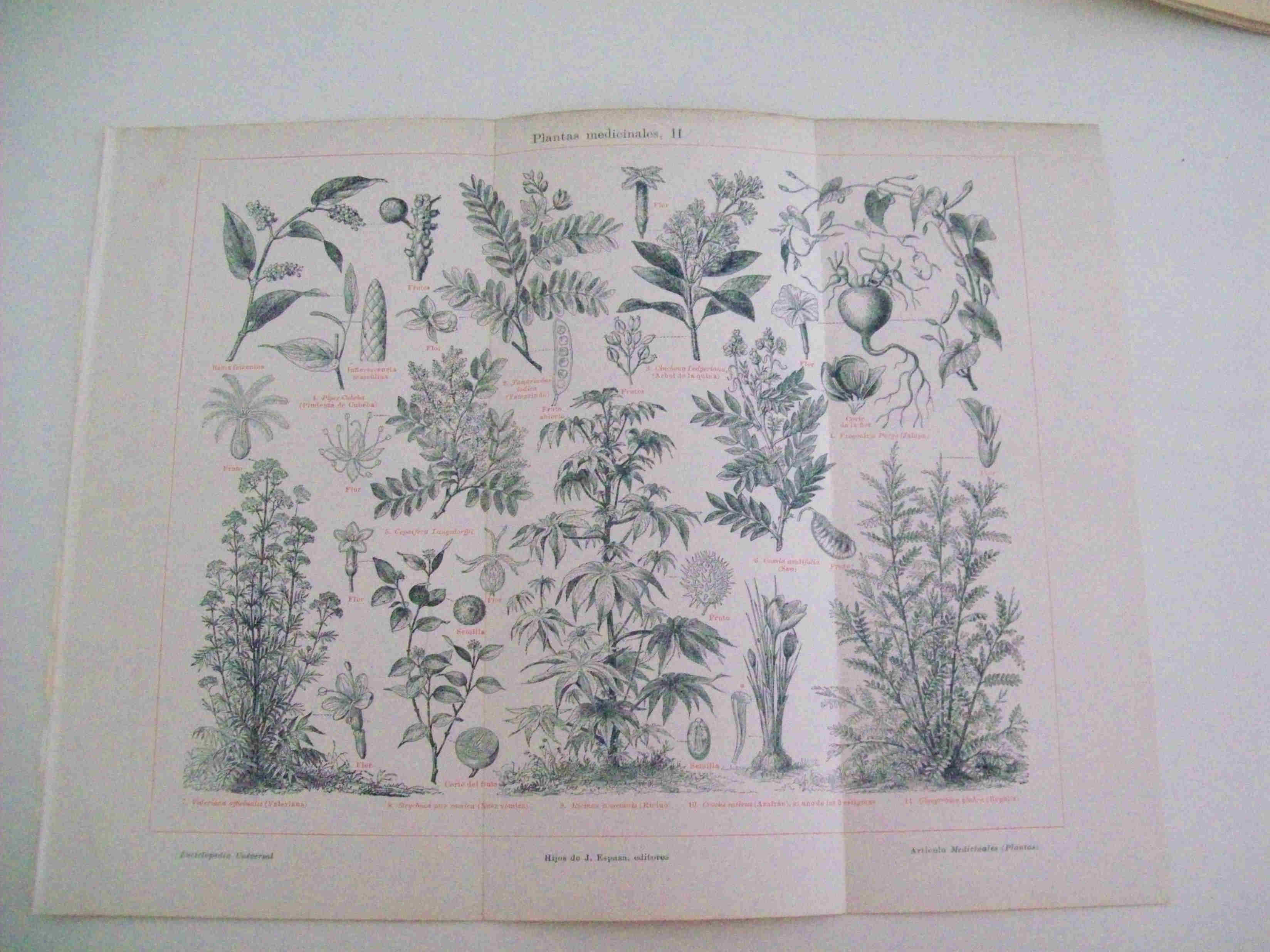 LAMINA ESPASA 11933: Plantas medicinales II