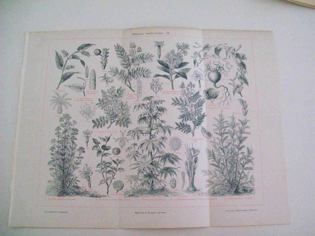 LAMINA ESPASA 11933: Plantas medicinales II